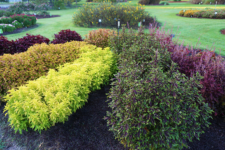 Coleus 3JPG